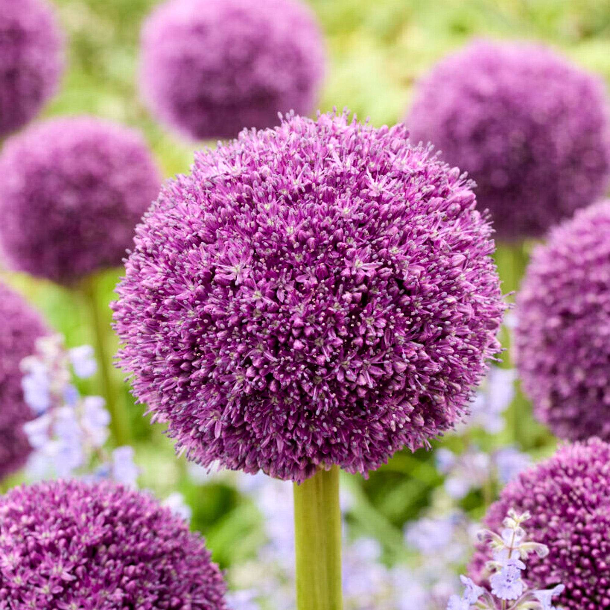 Allium - Bloomenwelt